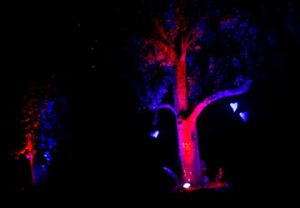 Mehr über den Artikel erfahren Baum + UV